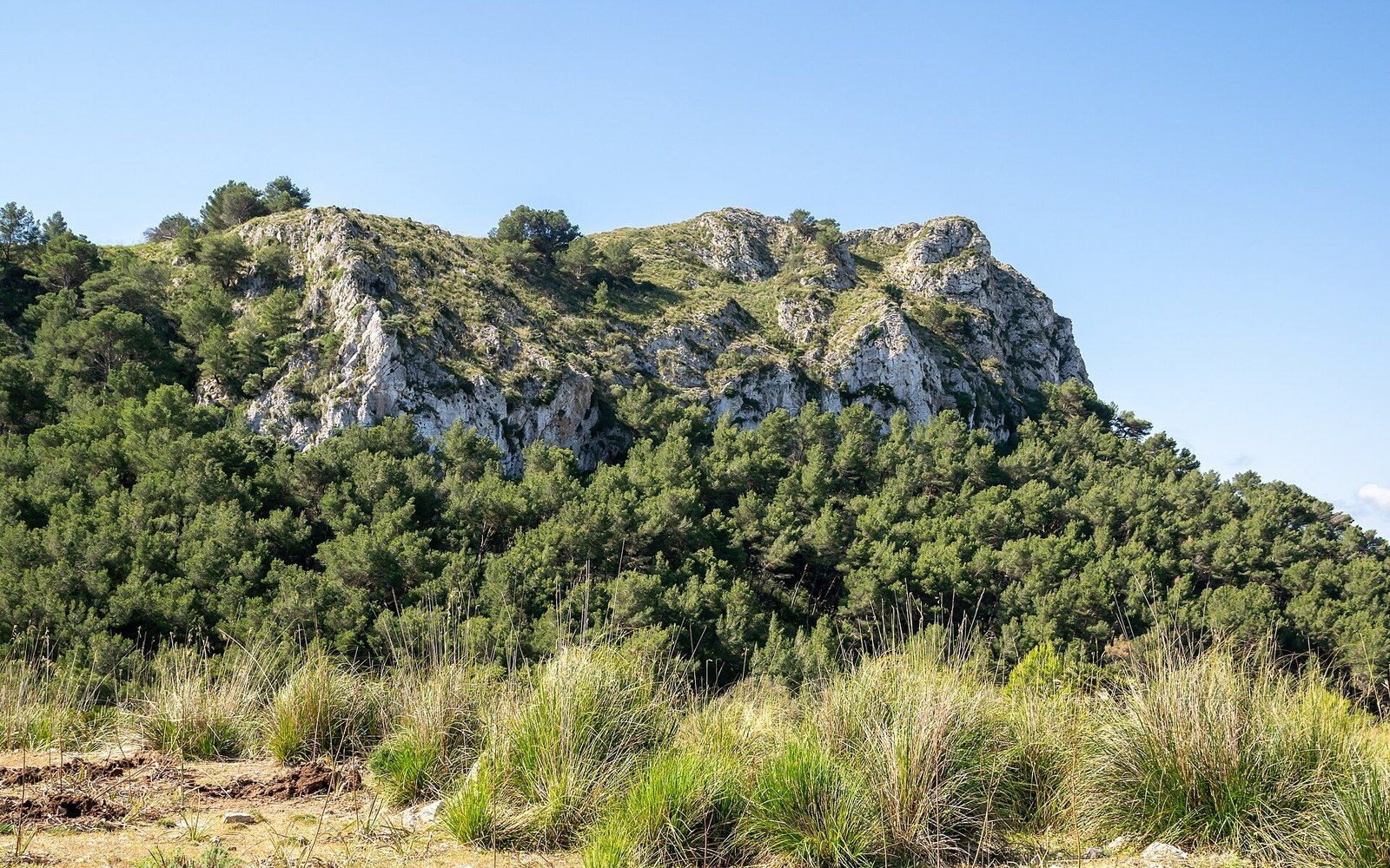 Rocky ridge with pine forest and grassy scrubland under a clear blue sky